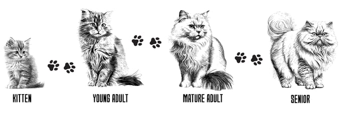 Lifecycle stages: Kitten, Young Adult, Mature Adult and Senior